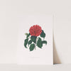 Illustrations and descriptions of the plants which compose the natural order Camellieae Pl.18 by Alfred Chandler