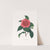 Illustrations and descriptions of the plants which compose the natural order Camellieae Pl.23 by Alfred Chandler
