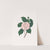 Illustrations and descriptions of the plants which compose the natural order Camellieae Pl.24 by Alfred Chandler
