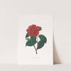 Illustrations and descriptions of the plants which compose the natural order Camellieae Pl.25 by Alfred Chandler