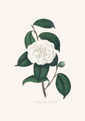Illustrations and descriptions of the plants which compose the natural order Camellieae Pl.27 — size preview