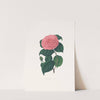 Illustrations and descriptions of the plants which compose the natural order Camellieae Pl.29 by Alfred Chandler