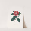 Illustrations and descriptions of the plants which compose the natural order Camellieae Pl.31 by Alfred Chandler