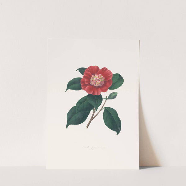 Illustrations and descriptions of the plants which compose the natural order Camellieae Pl.31 by Alfred Chandler