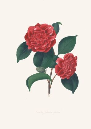 Illustrations and descriptions of the plants which compose the natural order Camellieae Pl.32 — size preview