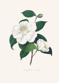 Illustrations and descriptions of the plants which compose the natural order Camellieae Pl.33