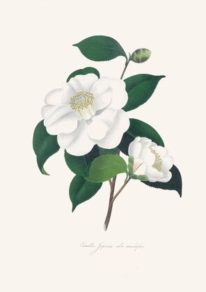Illustrations and descriptions of the plants which compose the natural order Camellieae Pl.33