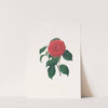 Illustrations and descriptions of the plants which compose the natural order Camellieae Pl.34 by Alfred Chandler