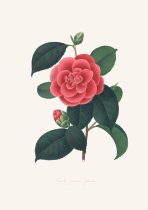 Illustrations and descriptions of the plants which compose the natural order Camellieae Pl.35 — size preview