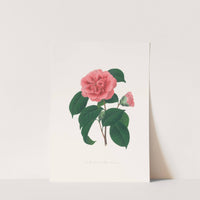 Illustrations and descriptions of the plants which compose the natural order Camellieae Pl.36 by Alfred Chandler