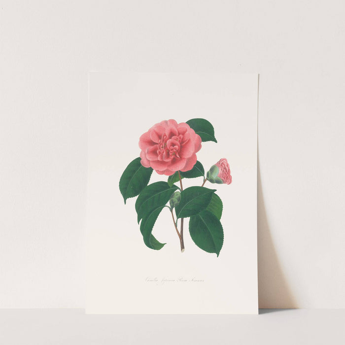 Illustrations and descriptions of the plants which compose the natural order Camellieae Pl.36 by Alfred Chandler