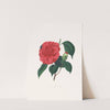 Illustrations and descriptions of the plants which compose the natural order Camellieae Pl.37 by Alfred Chandler