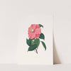 Illustrations and descriptions of the plants which compose the natural order Camellieae Pl.38 by Alfred Chandler