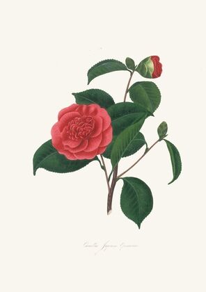 Illustrations and descriptions of the plants which compose the natural order Camellieae Pl.40 — size preview