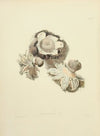 Illustrations of British mycology Pl.02