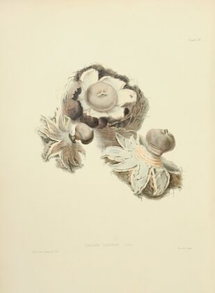 Illustrations of British mycology Pl.02