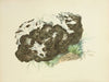 Illustrations of British mycology Pl.06
