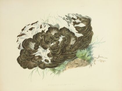 Illustrations of British mycology Pl.06