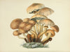Illustrations of British mycology Pl.08