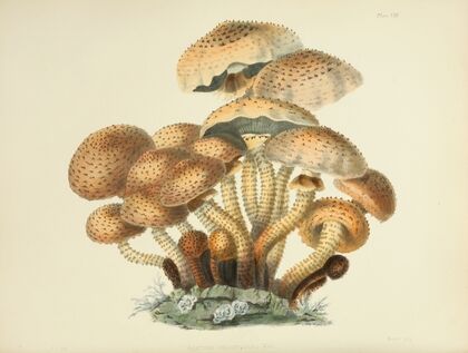 Illustrations of British mycology Pl.08
