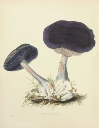 Illustrations of British mycology Pl.12