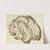 Illustrations of British mycology Pl.21 by Anna Maria Hussey