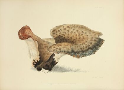 Illustrations of British mycology Pl.33