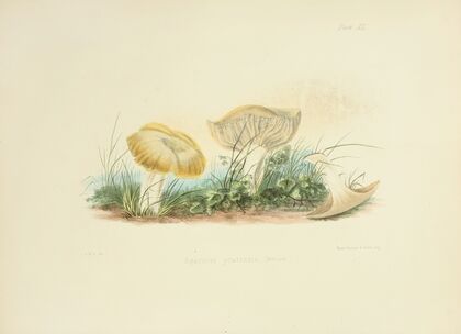 Illustrations of British mycology Pl.40