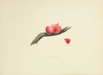 Illustrations of British mycology Pl.44