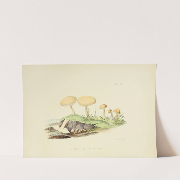 Illustrations of British mycology Pl.45 by Anna Maria Hussey