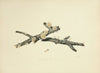 Illustrations of British mycology Pl.50