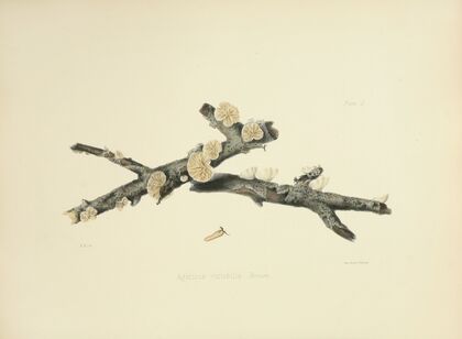 Illustrations of British mycology Pl.50