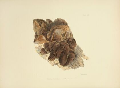 Illustrations of British mycology Pl.53