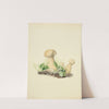 Illustrations of British mycology Pl.54 by Anna Maria Hussey