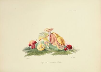 Illustrations of British mycology Pl.61 — size preview