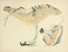 Illustrations of British mycology Pl.63