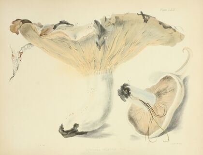 Illustrations of British mycology Pl.63