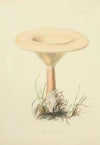 Illustrations of British mycology Pl.66