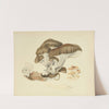 Illustrations of British mycology Pl.75 by Anna Maria Hussey