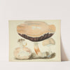 Illustrations of British mycology Pl.77 by Anna Maria Hussey
