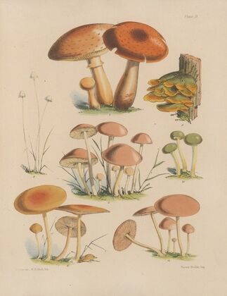 Illustrations of the fungi of our fields and woods Pl.02 — size preview