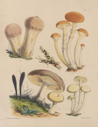 Illustrations of the fungi of our fields and woods Pl.03 — size preview