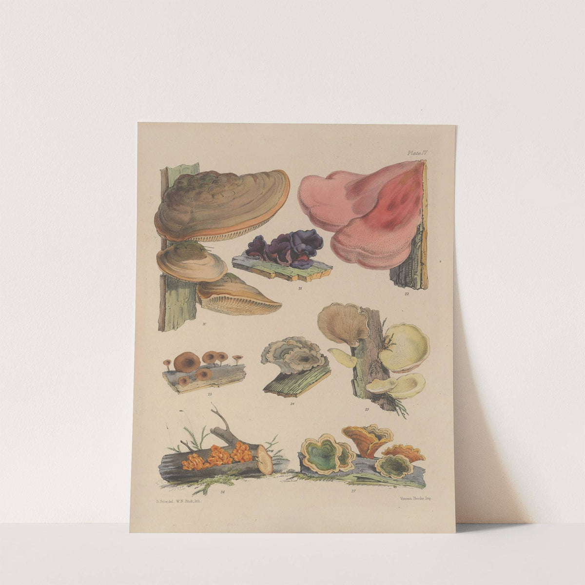 Illustrations of the fungi of our fields and woods Pl.04 by Sarah Price