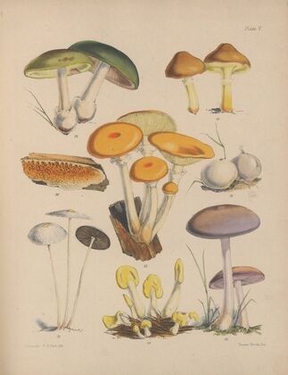 Illustrations of the fungi of our fields and woods Pl.05 — size preview