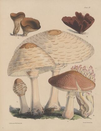Illustrations of the fungi of our fields and woods Pl.11 — size preview