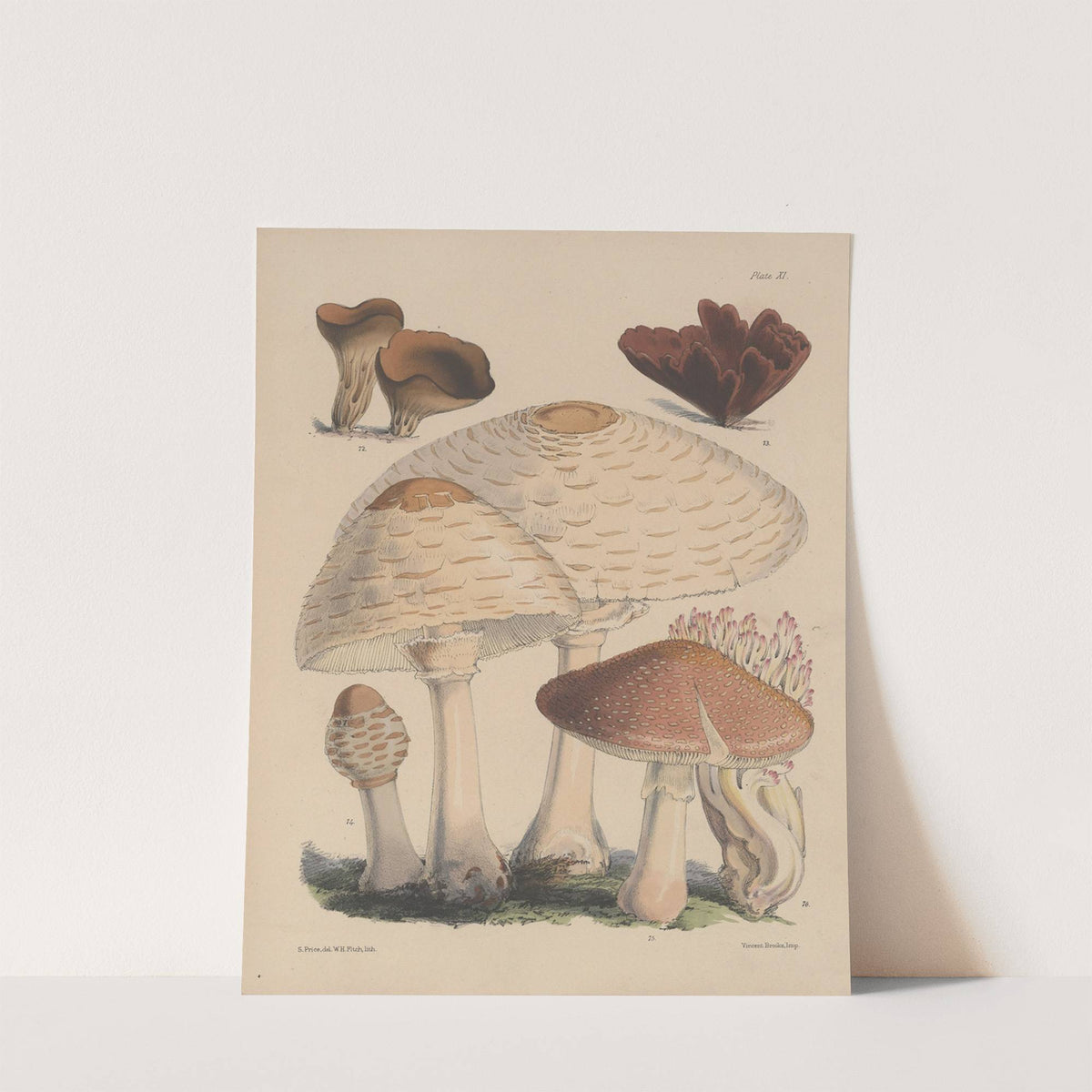 Illustrations of the fungi of our fields and woods Pl.11 by Sarah Price