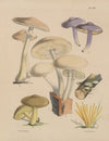 Illustrations of the fungi of our fields and woods Pl.14