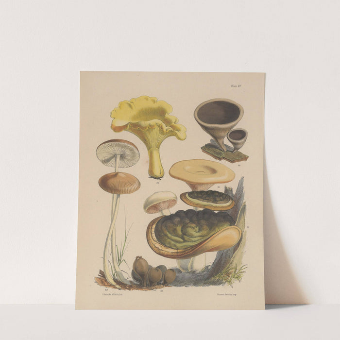 Illustrations of the fungi of our fields and woods Pl.15 by Sarah Price