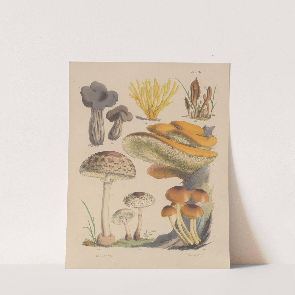 Illustrations of the fungi of our fields and woods Pl.16 by Sarah Price