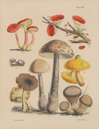 Illustrations of the fungi of our fields and woods Pl.17 — size preview
